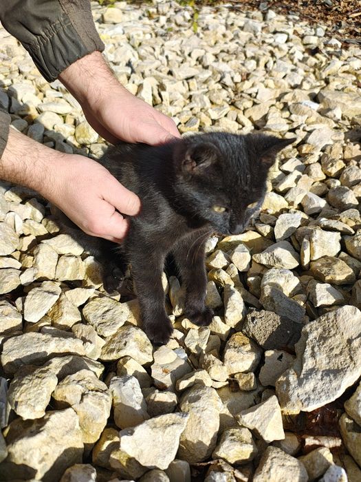 Czarna kotka około 6 miesięcy , za darmo