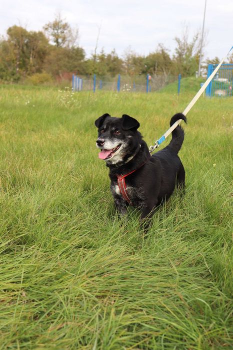 Kluseczek szuka domku