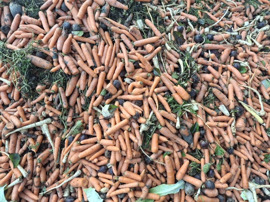 Marchew jadalna buraczek pietruszka seler pasza