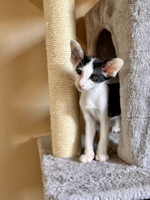 Czarno-biała koteczka orientalna Bianca