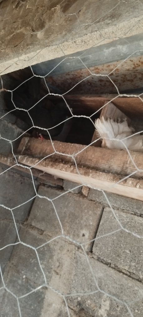 Vendo pombas de leque