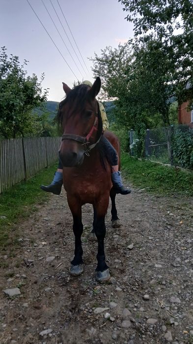 Продаєця кінь 7років