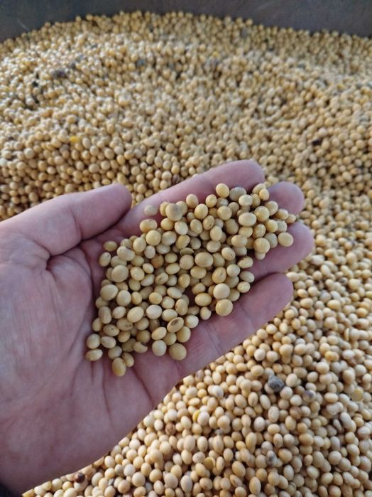 Soja sprzedam zbiór 2025