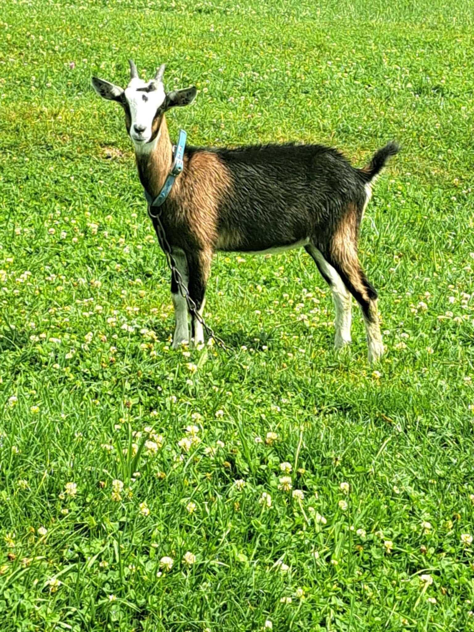 Sprzedam kozy z mlodymi