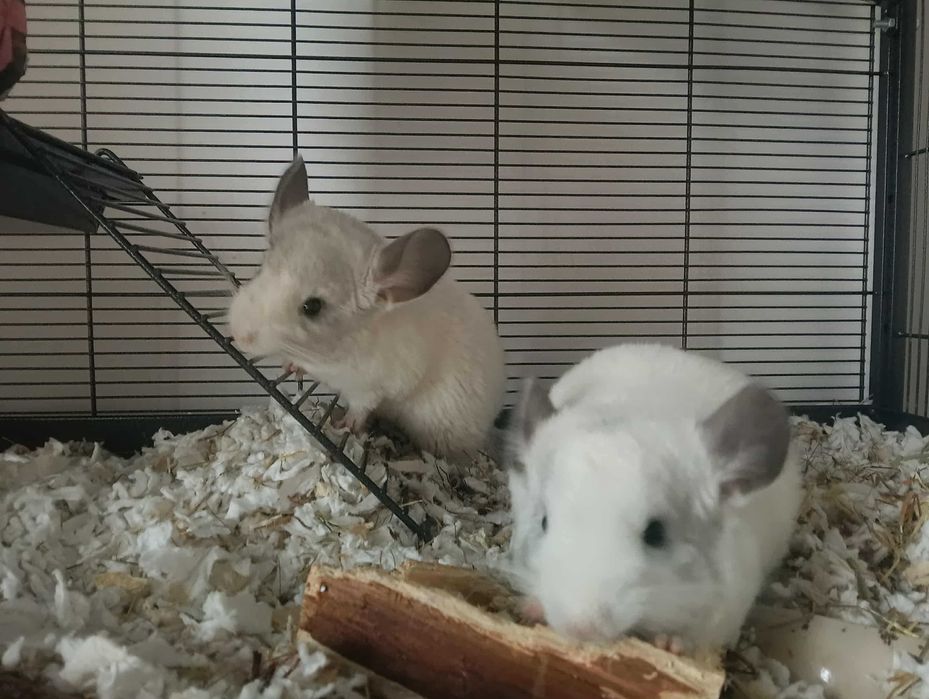 3 miesięczne białe młode szynszyle Wrocław Dolnośląskie Gryzonie