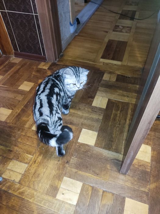 Британські кошенята, бронь