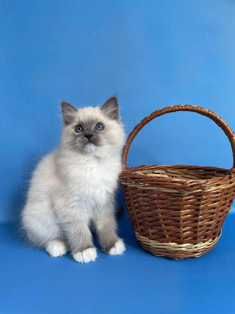 Котёнок, регдолл, Ragdoll,