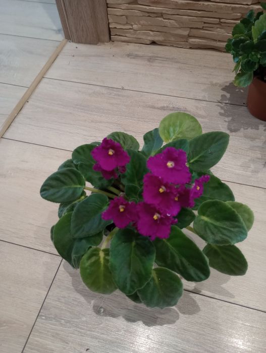 Fiołek afrykański + kalanchoe + grudnik czerwony, biały