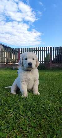 Szczeniak Golden Retriever- pies