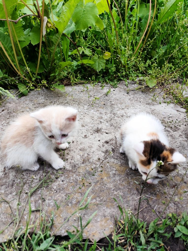 Віддам кошенят 2 міс дівчинка хлопчик котик