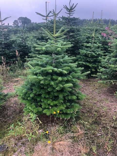 JODLA KAUKASKA !!! 150 - 200 CM! Choinki ! Piękne! Jodła ! Okazja