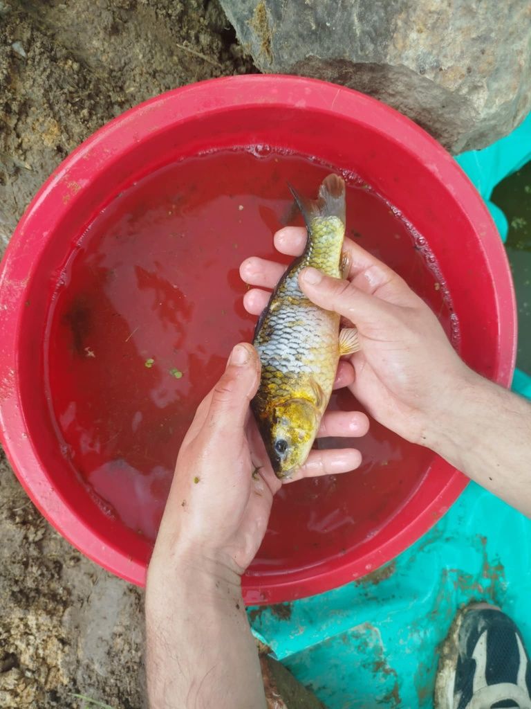 Karp koi karaś kolorowy karaś zwykły