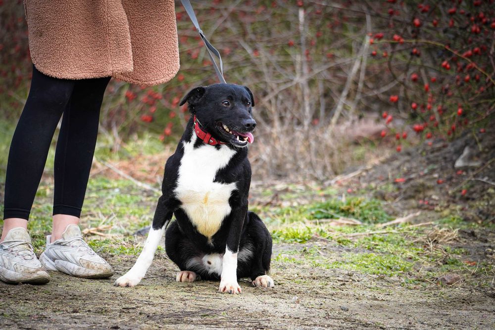 Organek - śliczny, niewielki pies szuka domu
