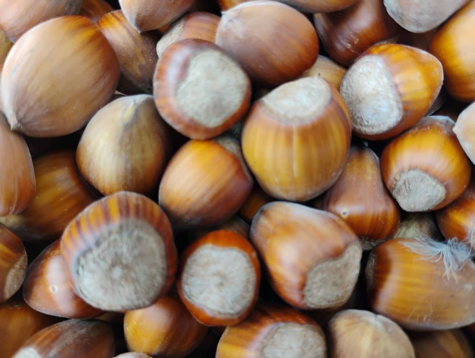 Opakowanie 5 kg - orzechy laskowe 5kg