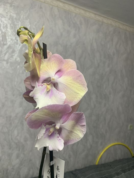 Орхідея в наявності