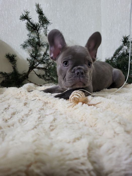 Французький бульдог