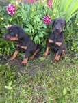 Doberman,przepiękny piesek