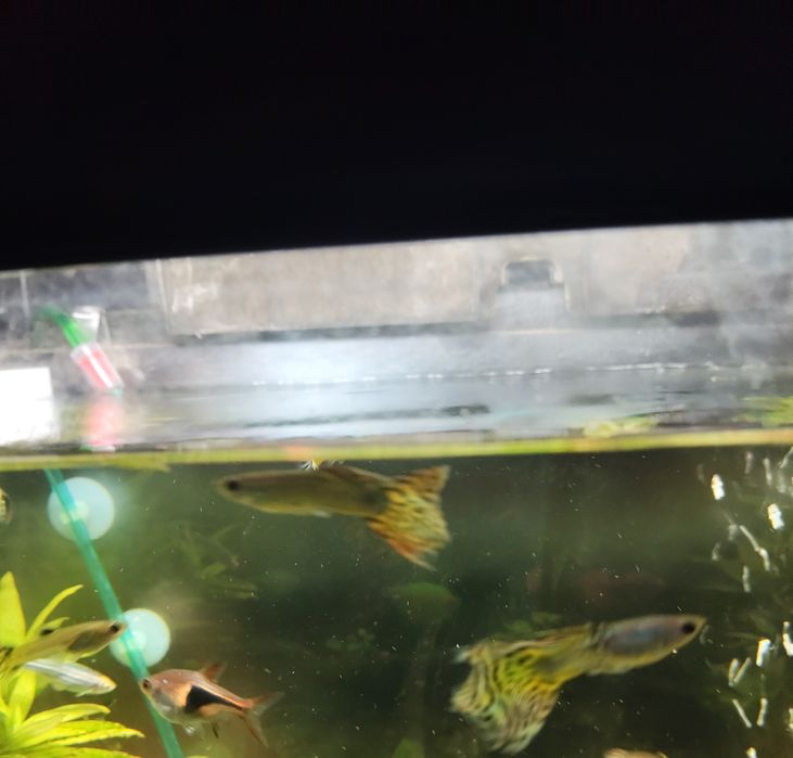 Młode gupiki  sprzedam lub zamienię