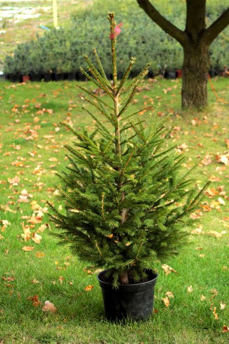 Świerk pospolity kopany z korzeniami - W DONICZCE 70-90cm ŚWIĄTECZNY