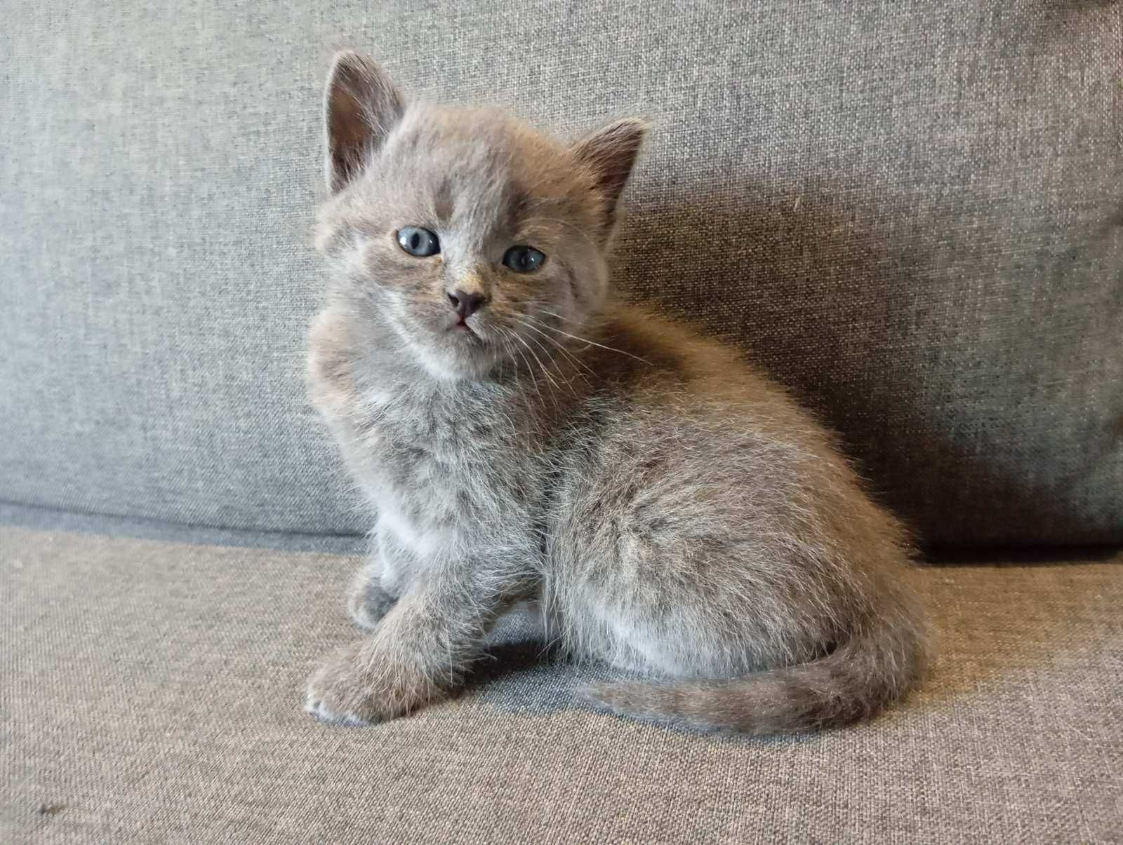 Кошенятка, 3 дівчинки, 1 хлопчик. Папа шотландець, мама наполовину.