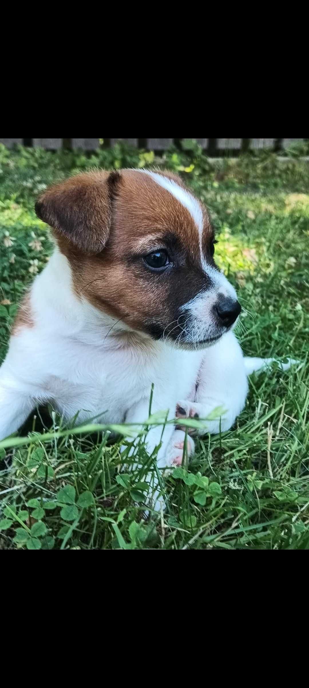 Jack russell terrier Piesek stary sącz