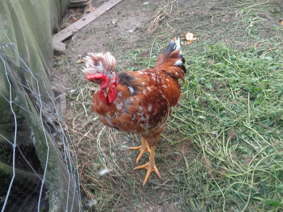 Gołoszyjki, mlode koguty. Drób ozdobny