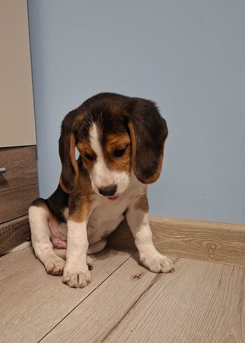 Sprzedam pieska rasy BEAGLE
