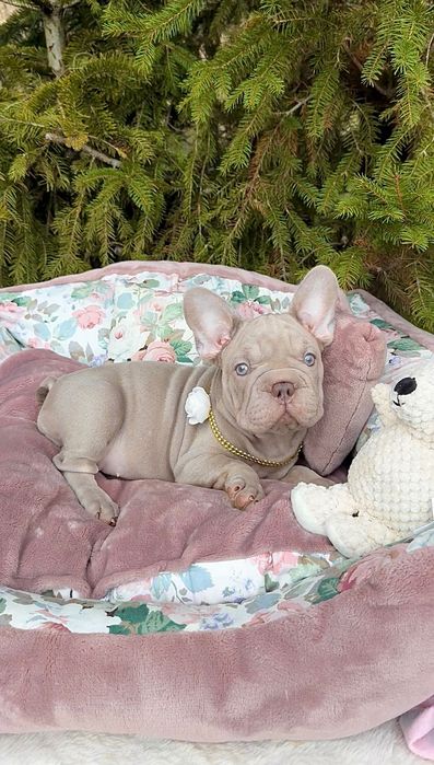 Buldog Francuski dziewczynka New shade Isabella