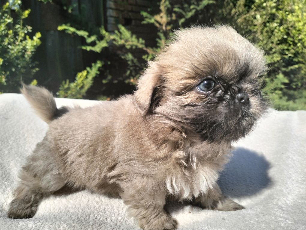 Piękny piesek shih tzu Grafitowy o niebieskich oczach