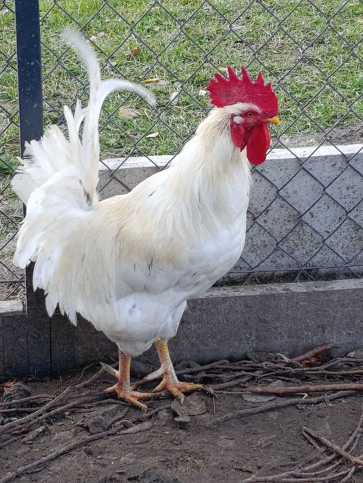 Koguty, kaczki piżmowe