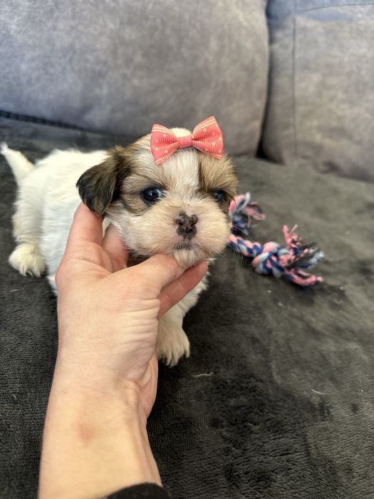 Shihtzu femea pequenina excelente