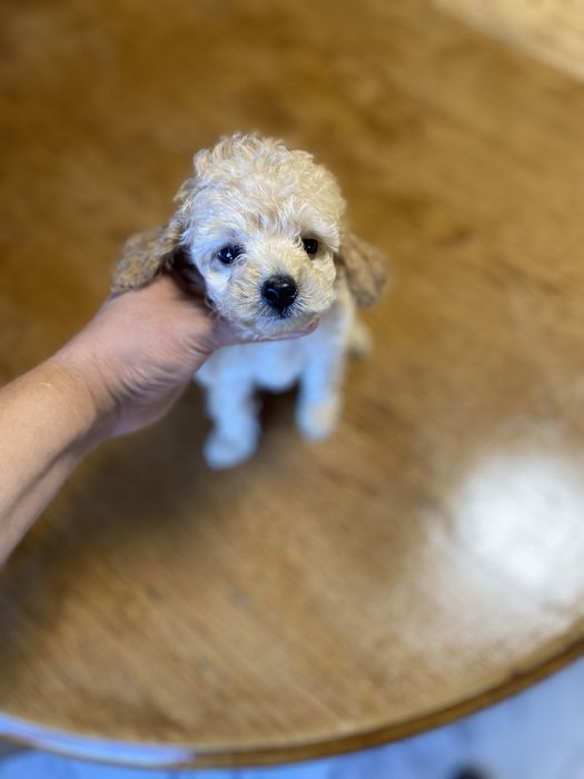 Мальтипу мини девочка ф1