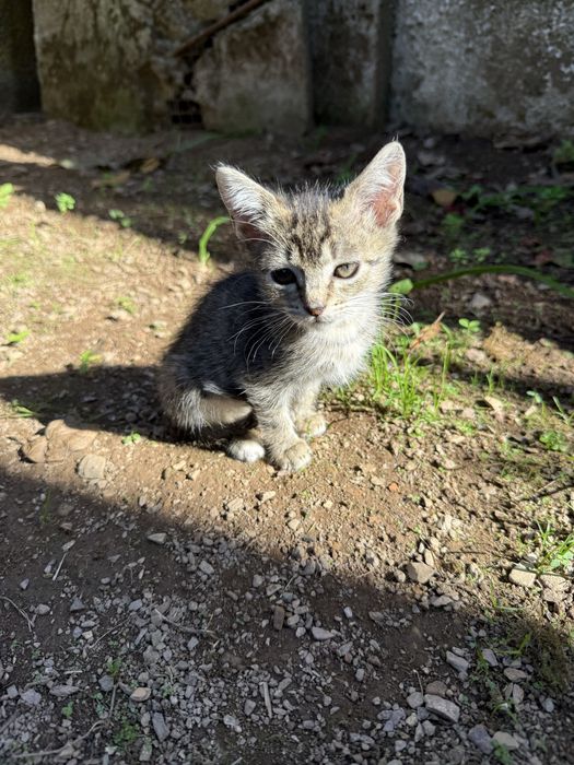 Gatinhos para dar