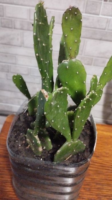 Продам кактус опунція