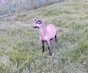 Sprzedam 2 baranki kameruńskie -  4 miesięczne
