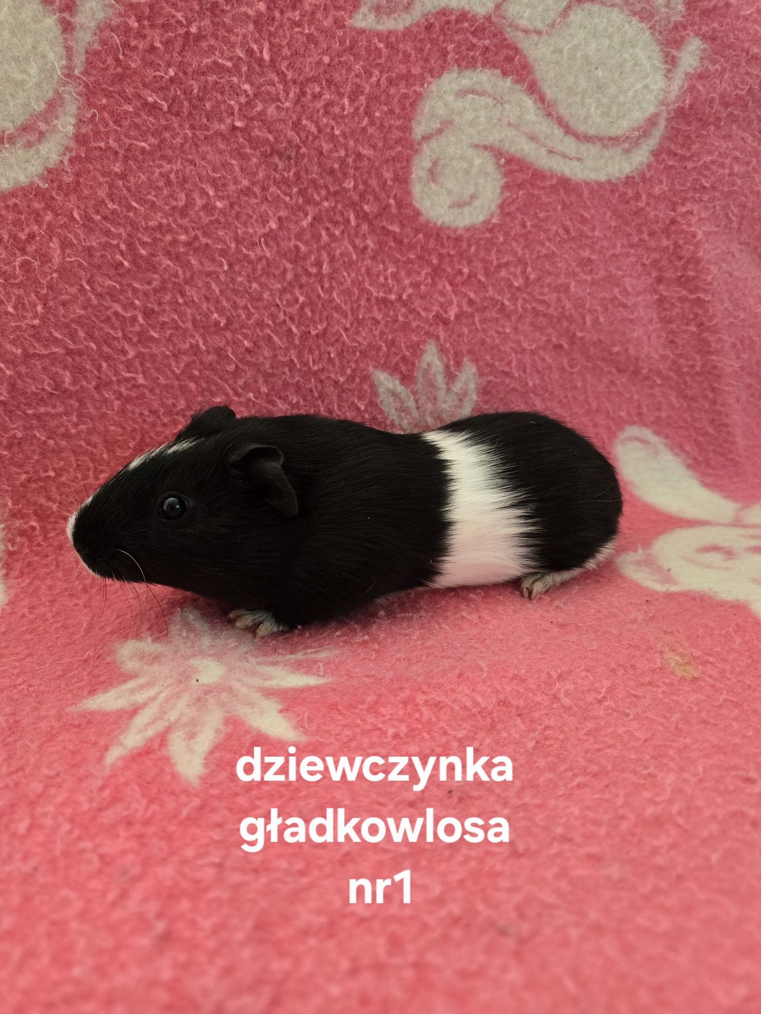 Świnki morskie/kawia domowa młode samiczki I samczyki