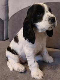 Cocer spaniel angielski