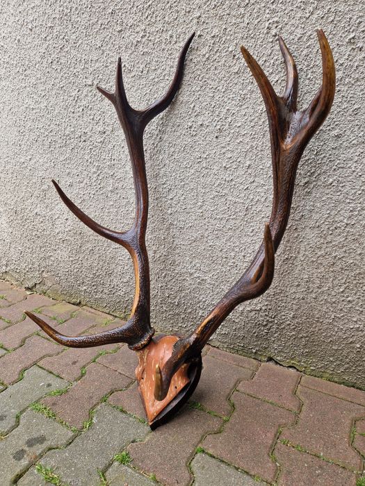 Poroże jelenia do zawieszenie