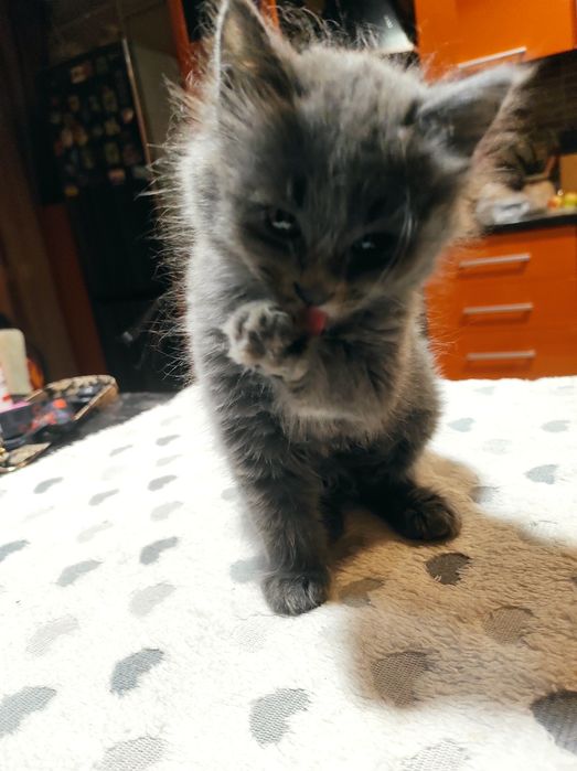 Котенок в добрые руки