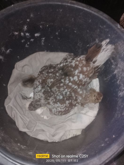 Квочка бентамка і курчата