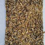 Karaczany Argentyńskie Blaptica Dubia rozmiar 0,4-1 cm