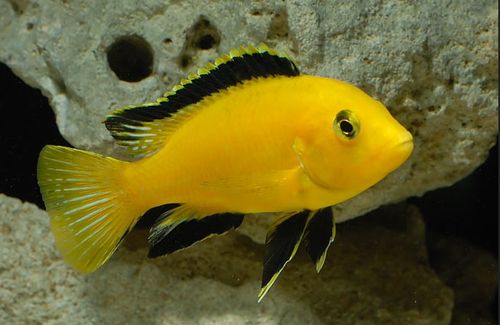 Labidochromis Caeruleus PYSZCZAK YELLOW Malawi 3-4cm Adamiak-ZOO