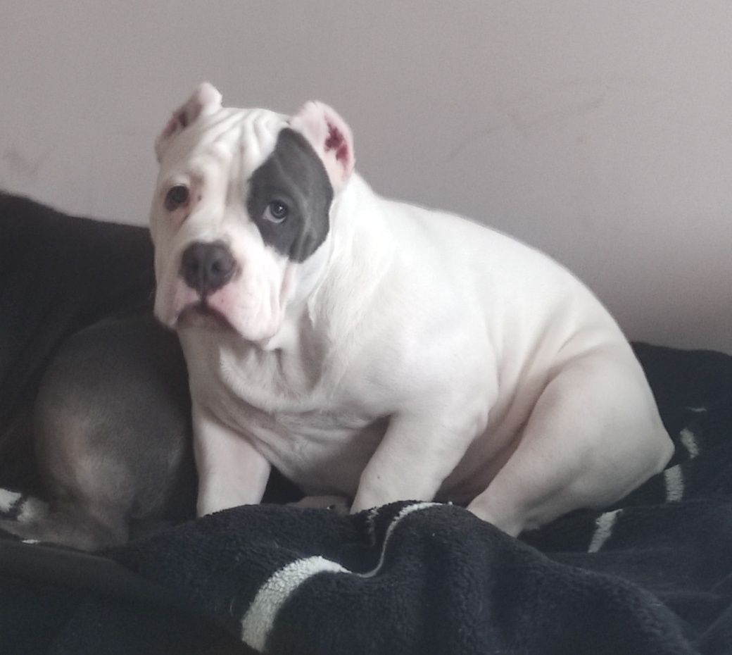 American bully puppy Ambully standard