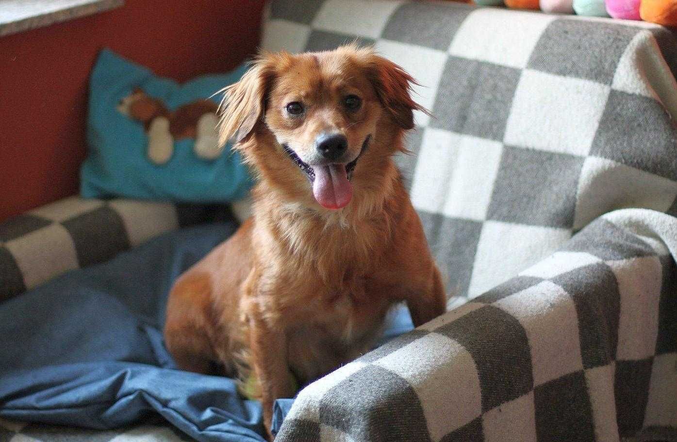 Bambi, cudna sunia do adopcji