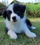 Szczeniak Border Collie-piesek ZKwP/FCI