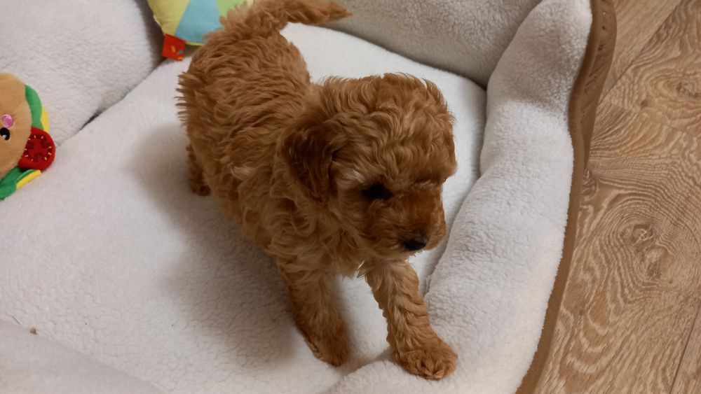 Śliczna suczka Pudel Toy Red