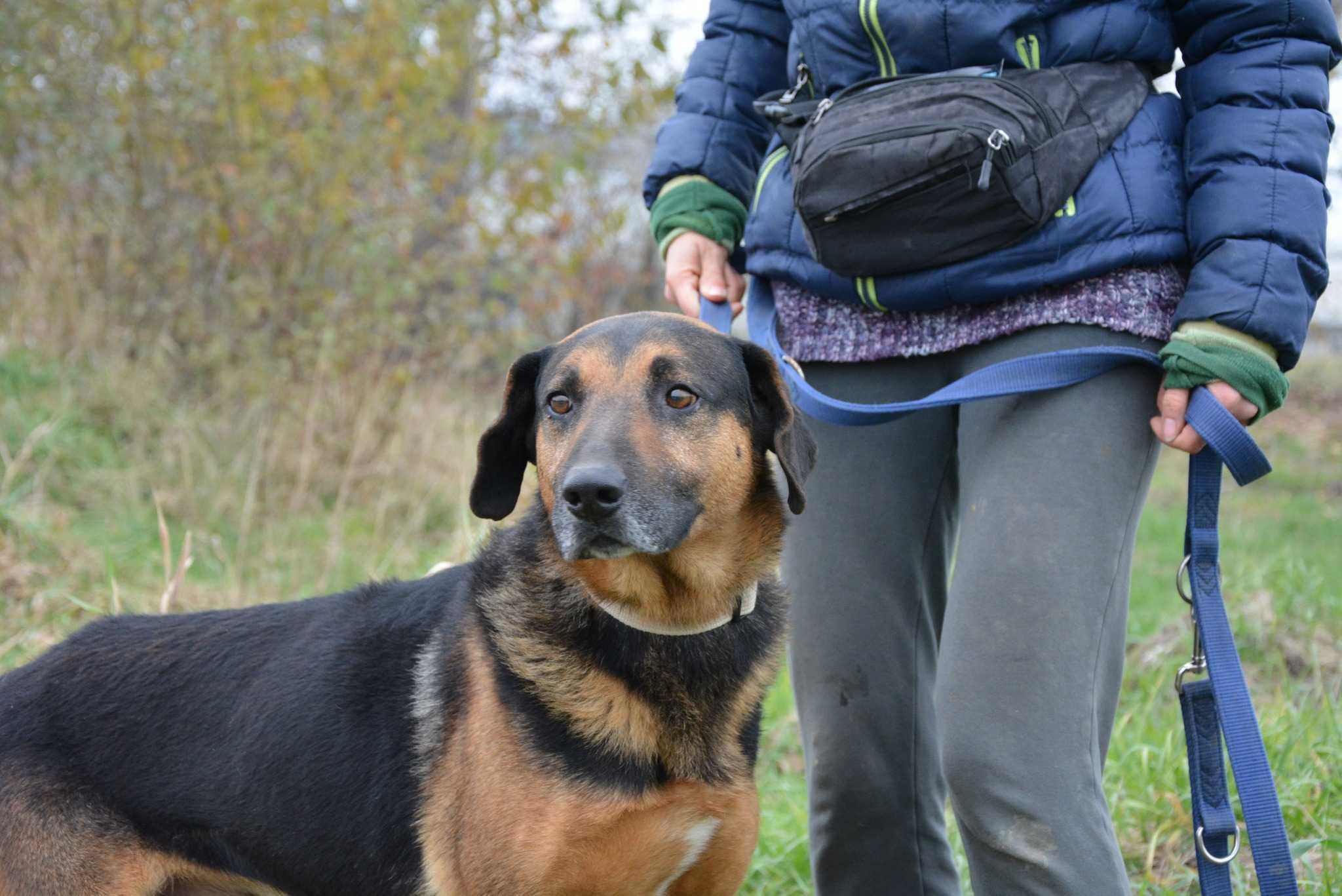 Szefunio - psistojniak, dumny psiak o smutnych oczach do adopcji