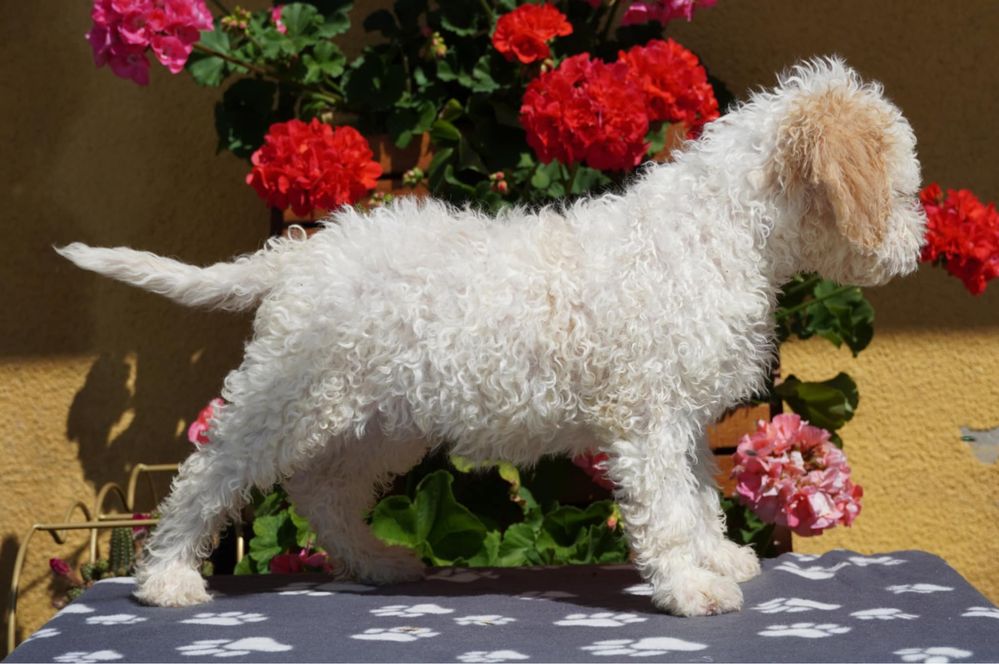 Lagotto Romagnolo ZKwP FCI - biały PIES z pomarańczowymi uszami