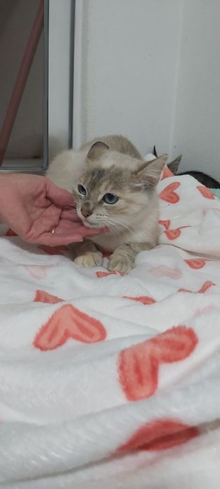 Gatinha esterilizada para adoção