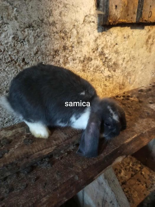Samica młoda baran francuski